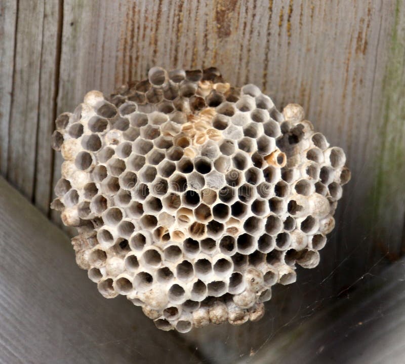 Yellow Jacket Nest Needs Pest Control Stock Image - Image of hornet ...