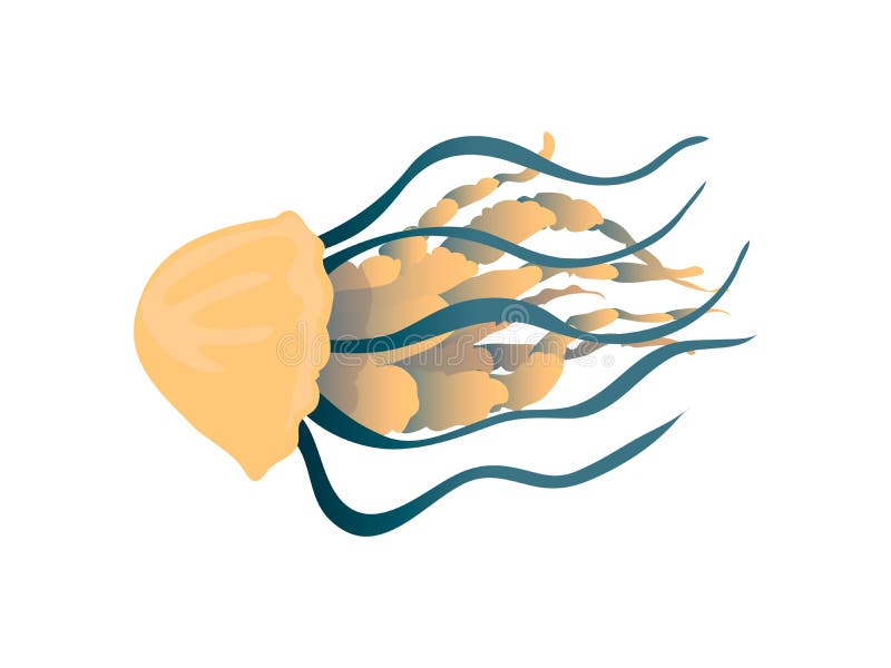 Yellow jellyfish with thick tentacles close-up. Vector illustration on white background. royalty free illustration Yellow jellyfish with thick tentacles close-up. Vector illustration on white background. royalty free illustration