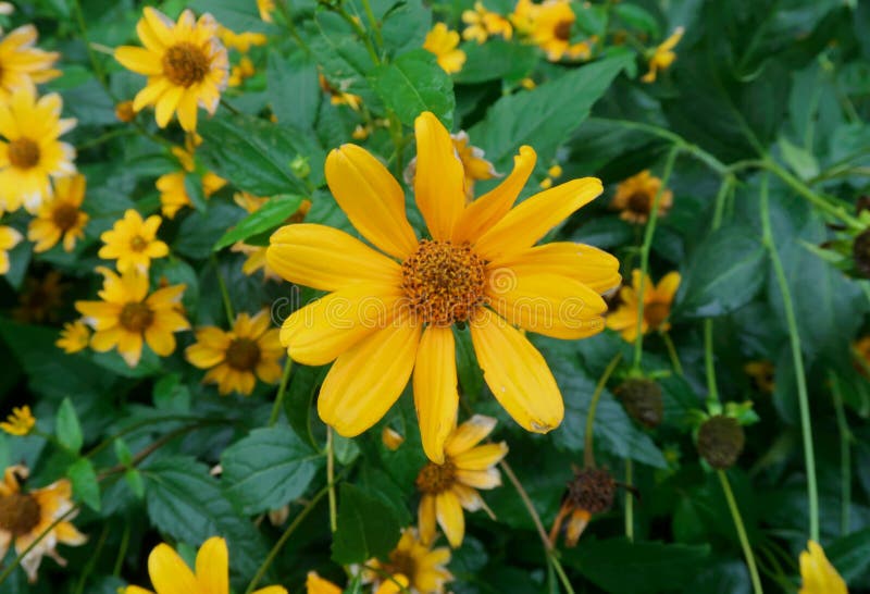 Yellow Jerusalem Artichoke in the Garden Stock Image Image of blossom