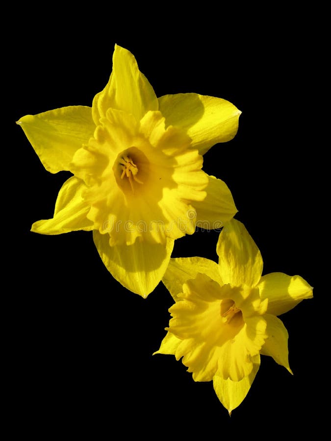 Yellow Jonquil stock image. Image of plant, love, jonquil 2285953