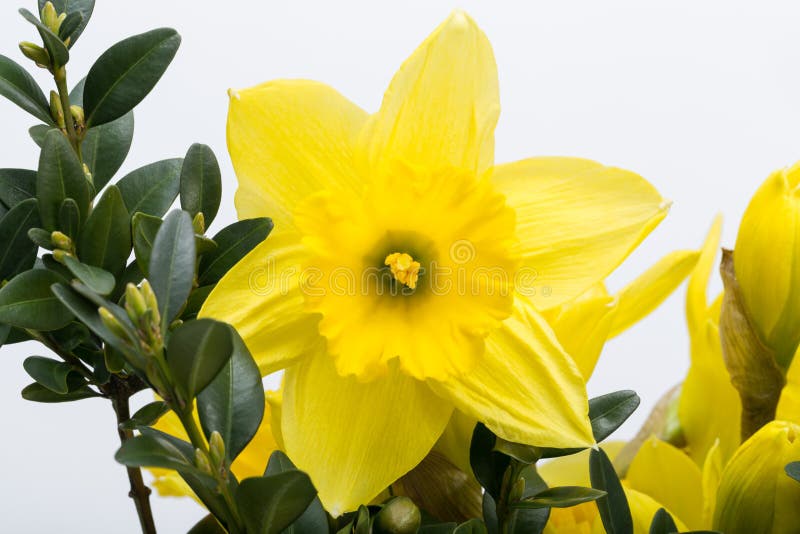 Yellow jonquil flowers stock photo. Image of beauty, floral 53107564