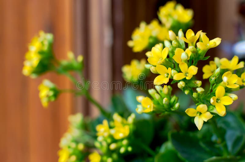 Yellow kalanchoe stock photo. Image of bush, leaf, flowers 30777934