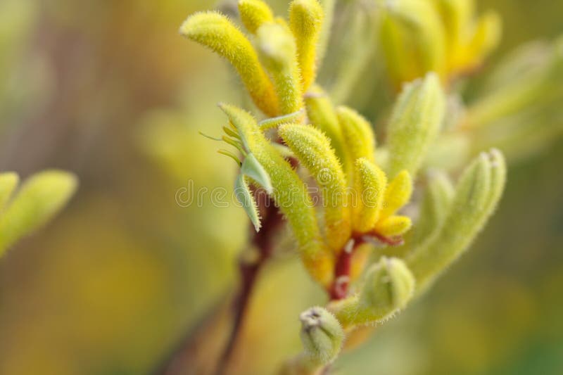 Yellow Kangaroo Paws stock image. Image of wild, orange 1680983
