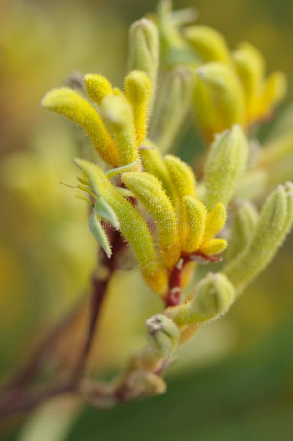 Yellow Kangaroo Paws stock photo. Image of native, nature 1680994