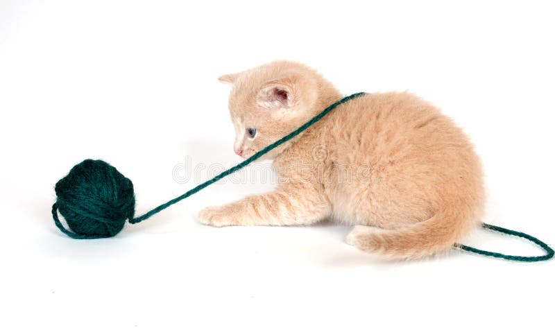 Yellow kitten playing with yarn