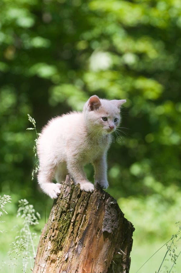 Yellow kitten on a stump