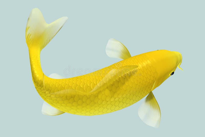 Yellow Koi Fish stock illustration. Illustration of animal - 9199212