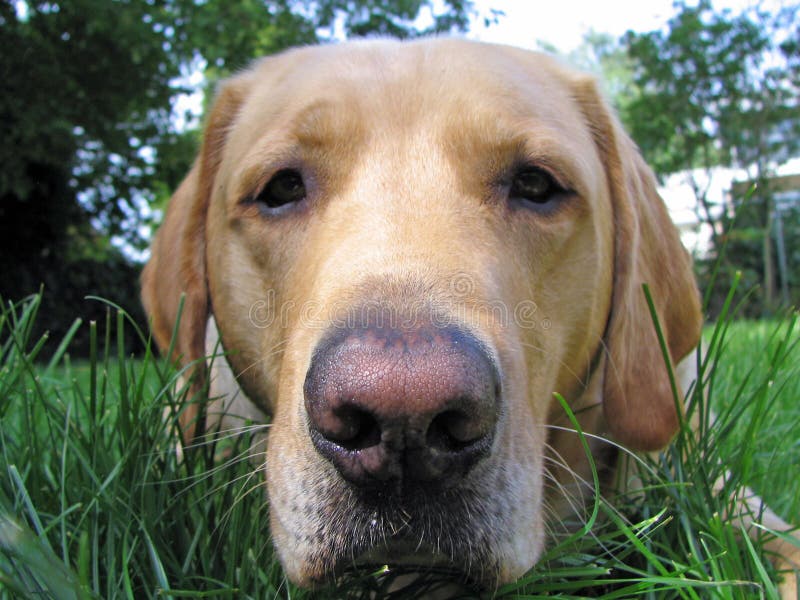 Yellow Lab Close-Up