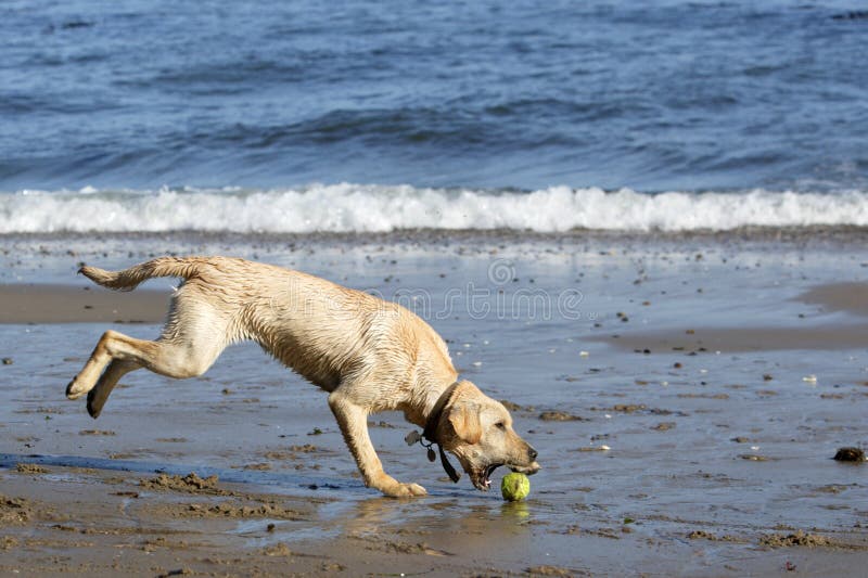 A Yellow Lab Getting a Tennis Ball Stock Image Image of motion, throw 7143935