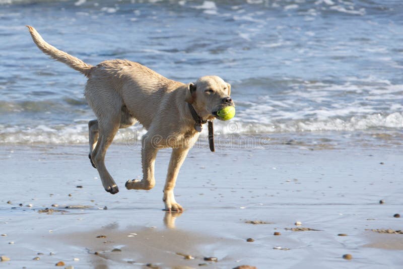 A Yellow Lab Getting a Tennis Ball Stock Image Image of throw, ball 7144041