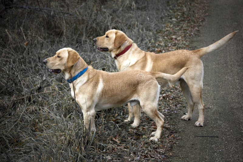 Yellow Lab Hunting