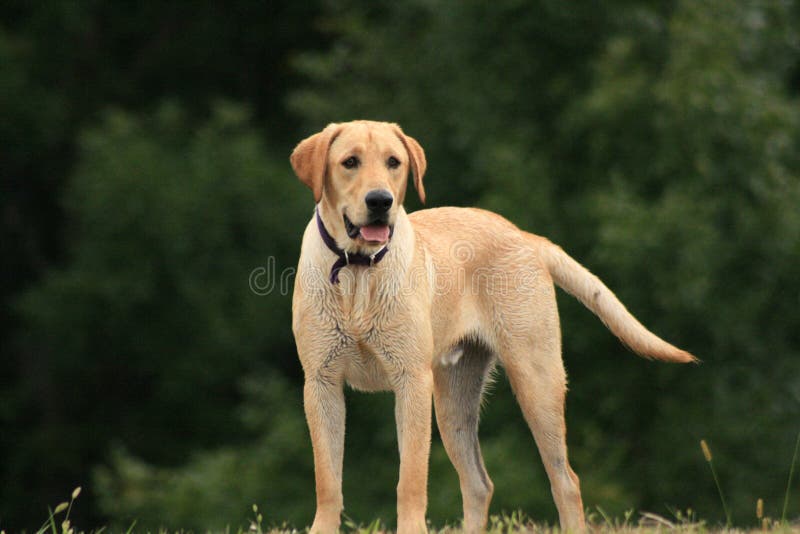 Yellow Lab Hunting