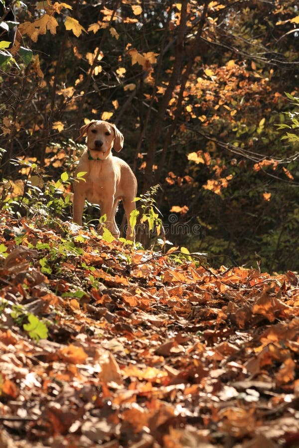 Yellow Lab Hunting