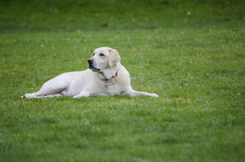 A Yellow Lab Lays on a Lawn and Looks Around Stock Image - Image of ...