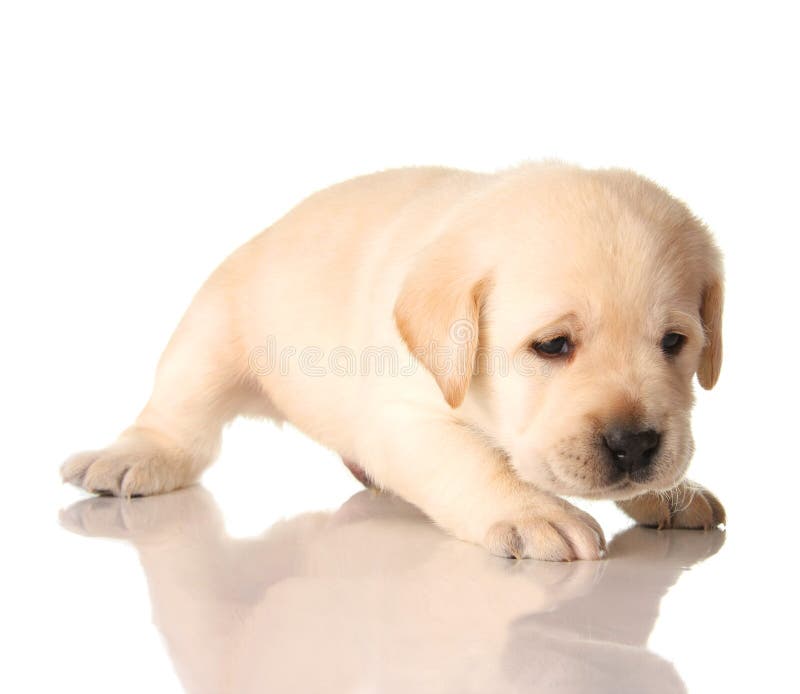 4,073 Yellow Lab Puppy Stock Photos - Free & Royalty-Free Stock Photos from Dreamstime 4,073 Yellow Lab Puppy Stock Photos - Free & Royalty-Free Stock Photos From Dreamstime