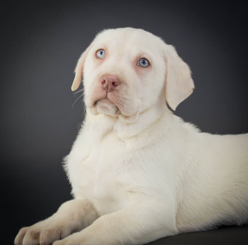 4,118 Yellow Lab Puppy Stock Photos Free & RoyaltyFree Stock Photos