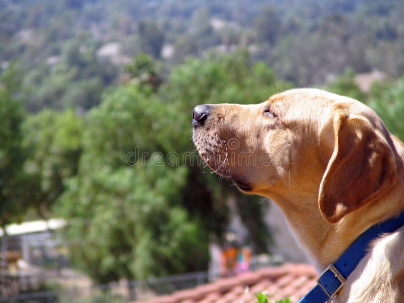 Yellow Lab Sniffing