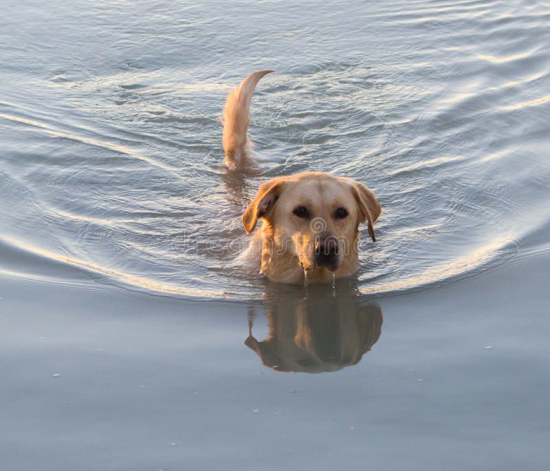 Yellow Lab in the Water stock photo. Image of sunshine 94933634
