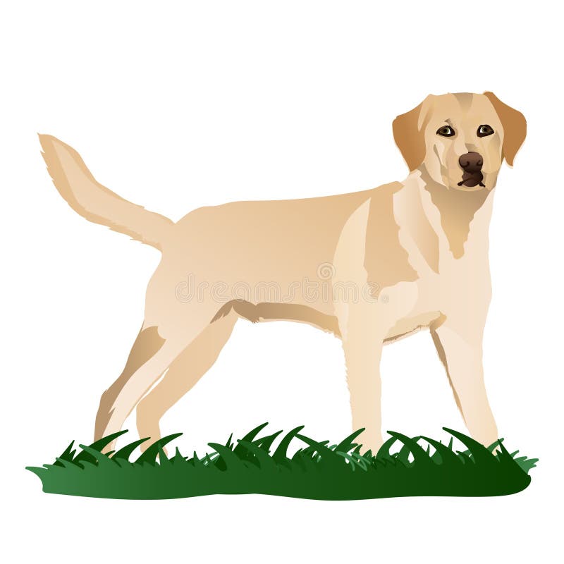Labrador dog in grass stock vector. Illustration of yellow 142197101