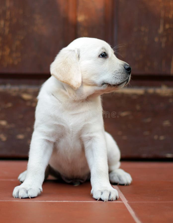 Yellow labrador puppy at the door