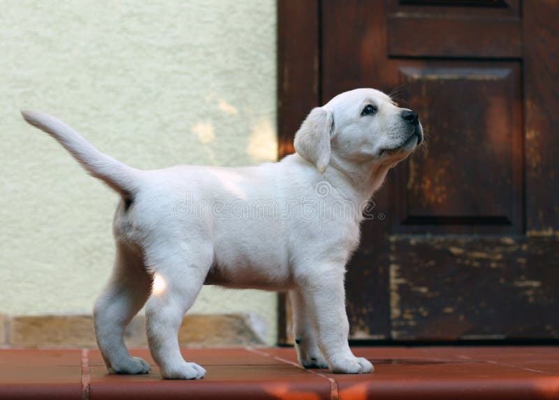 Yellow labrador puppy standing at the door