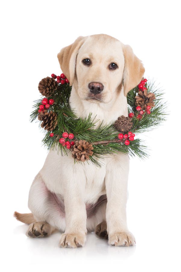 Yellow labrador puppy with a wreath royalty free stock photos Yellow labrador puppy with a wreath royalty free stock photos