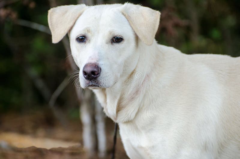 Yellow Labrador Retriever mixed breed dog. Yellow Labrador Retriever Lab mixed breed dog, outdoor pet photography, humane society adoption photo, Walton County stock photos Yellow Labrador Retriever mixed breed dog. Yellow Labrador Retriever Lab mixed breed dog, outdoor pet photography, humane society adoption photo, Walton County stock photos