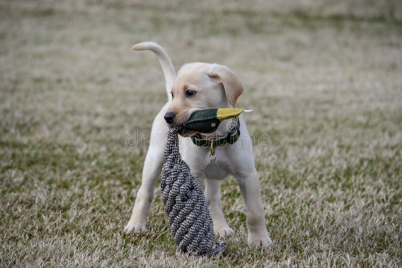 Yellow Labrador Retriever Puppy with Duck Toy