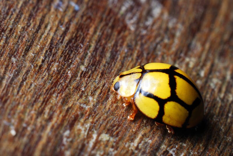 A macro photo taken on a yellow black colored lady bug. A macro photo taken on a yellow black colored lady bug.