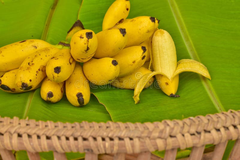 Yellow Lady Finger Bananas Put on Green Banana Leaf, Kluay-khai, Pisang ...