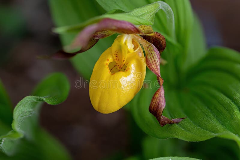 Yellow lady`s slipper or moccasin flower blooming in springtime.