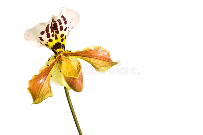 Yellow Lady slipper paphiopedilum orchid, close-up isolated on white