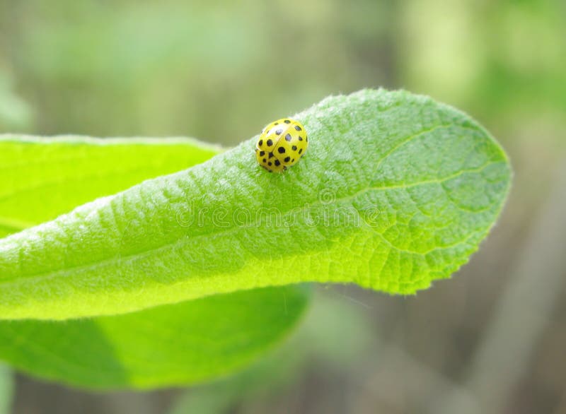 Two Yellow Ladybird Beetles Stock Image Image of insects, gardens
