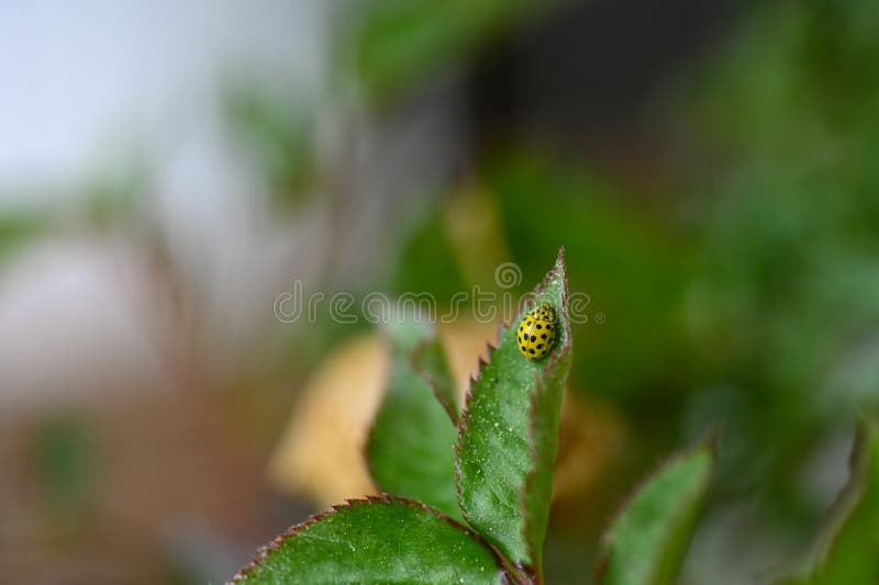 Yellow Ladybird with Black Points on a Green Leaf Stock Photo Image of copy, entomology 268125298