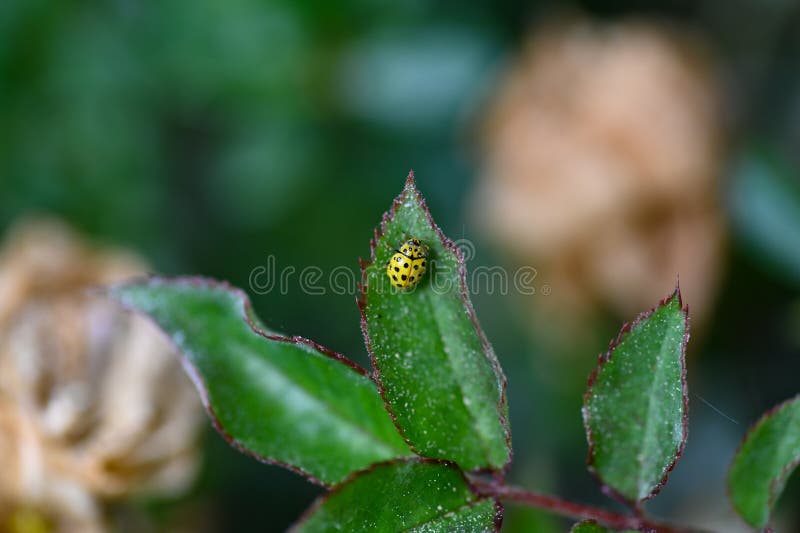 Yellow Ladybird with Black Points on a Leaf in Green Nature Stock Photo Image of animal