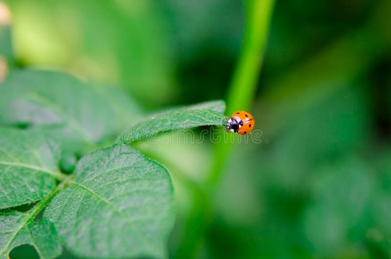 Yellow Ladybird on a Green Leaf Stock Photo Image of little, blossom