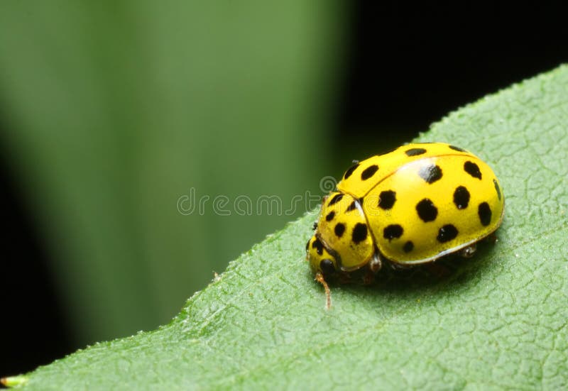 Yellow Ladybug stock image. Image of humorous, green, wild 7819905
