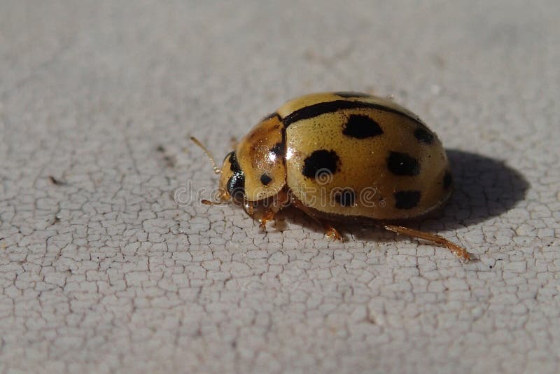 Yellow ladybug stock photo. Image of animal, fauna, ladybird 102875356