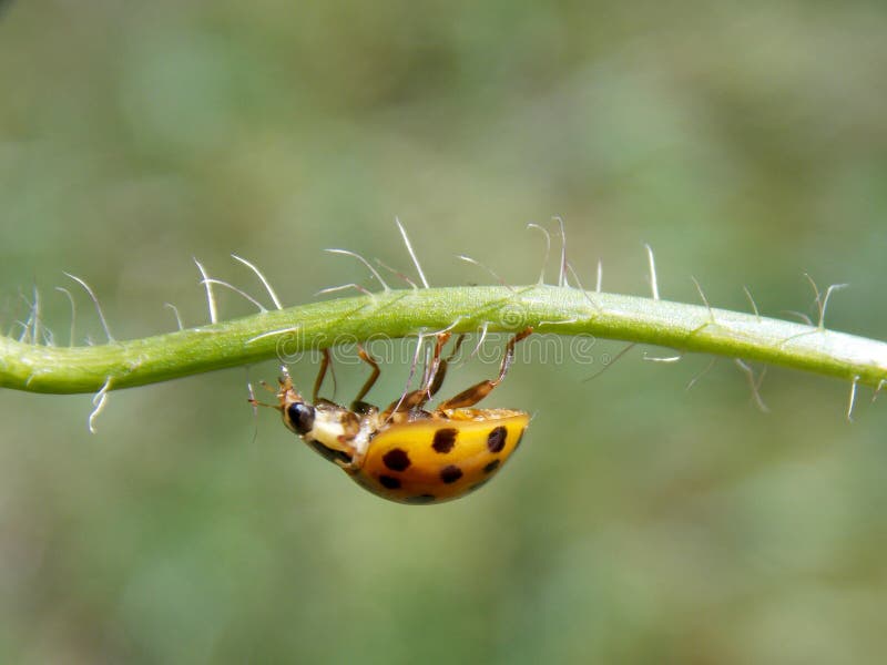 Yellow ladybug on plant stock photo. Image of color 118099818