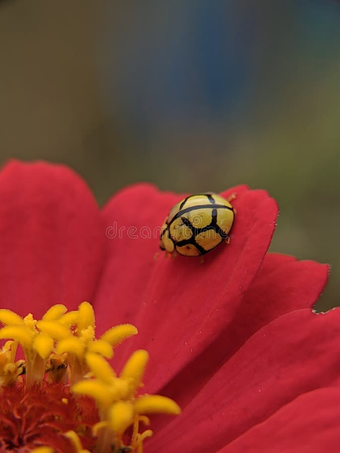 Yellow Ladybug on a Plant stock image. Image of beauty 17881419