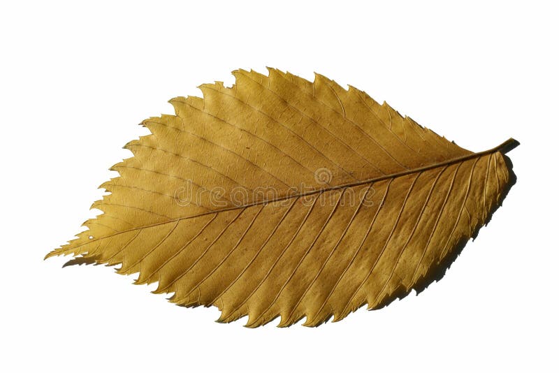 Yellow leaf