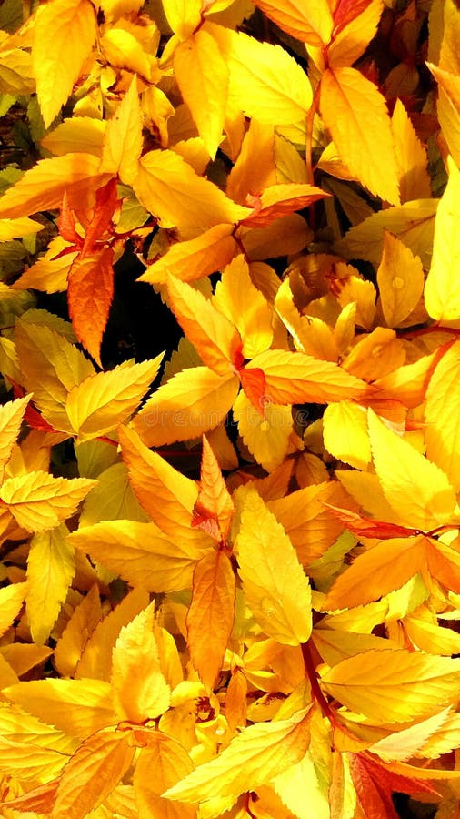 Yellow leaf background stock photo. Image of yellow, autumnal - 53352116