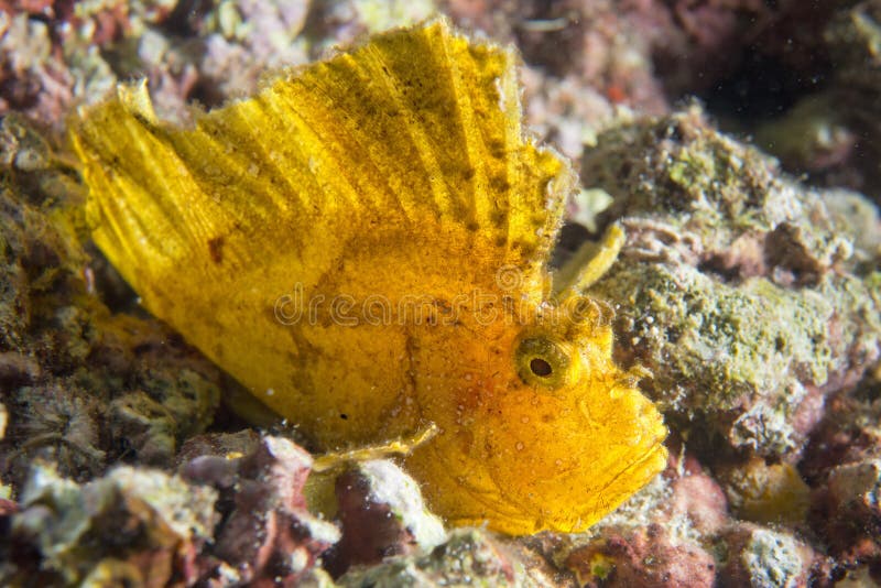 Yellow Leaf fish in Cebu stock photo. Image of crystal 32366458