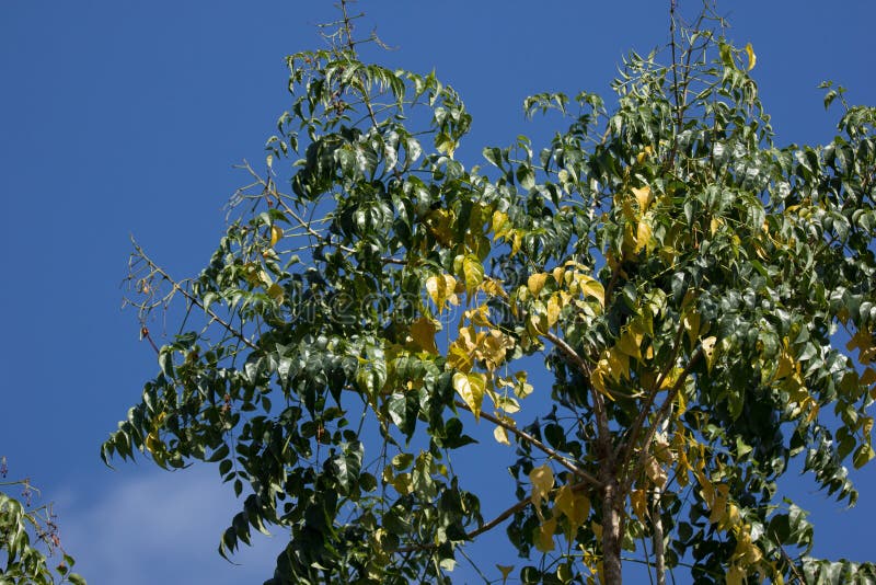 Yellow Leaf of Indian Cork Tree Stock Photo Image of leaf, flora