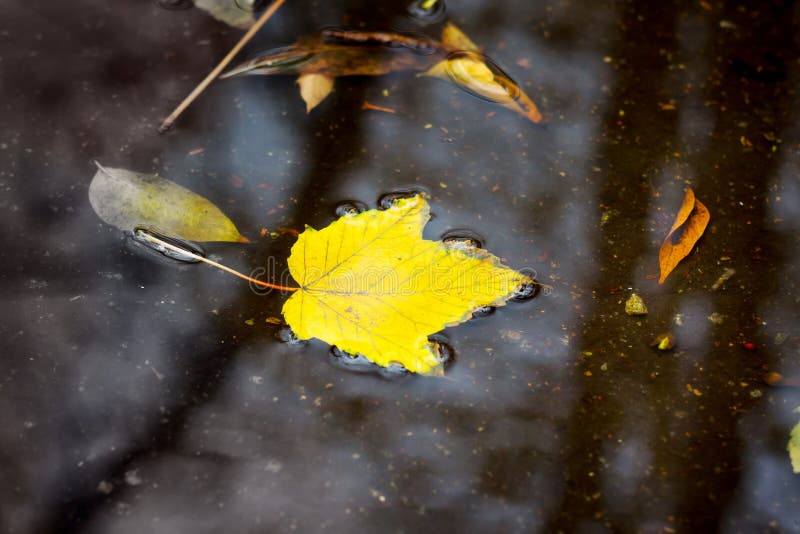 Yellow Leaf in the Puddle. Reflection in the Water of Trees. Rainy ...