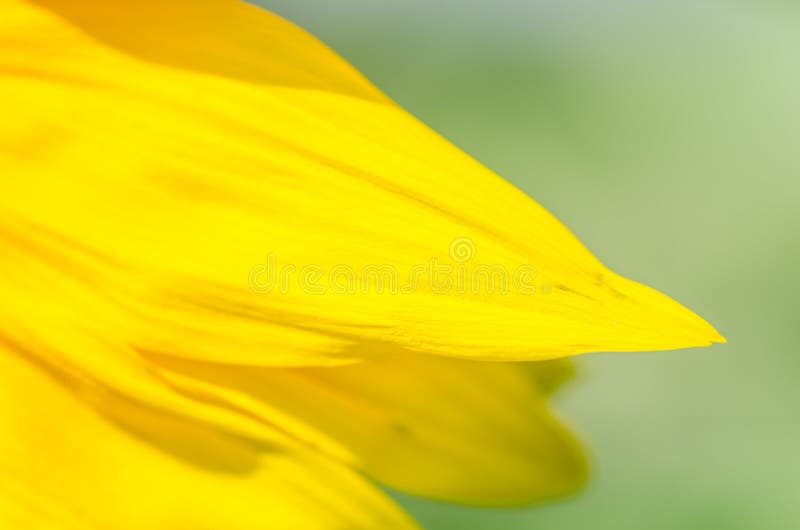 Yellow leaf of sunflower stock photo. Image of meadow 87458278