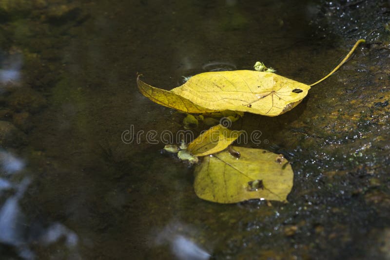 Yellow Leaf on Water Flowing. Stock Photo - Image of decomposing ...
