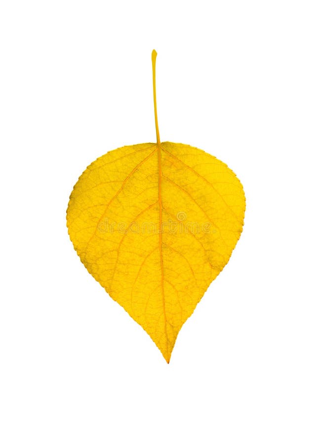 Yellow leaf stock image. Image of tree, autumn, seasons 35719119