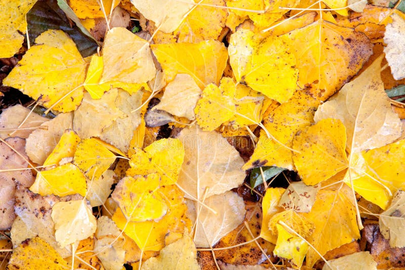 Yellow Leaves in Autumn Wallpaper Stock Photo - Image of beautiful