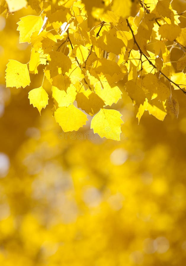Yellow leaves background stock photo. Image of change - 17748156